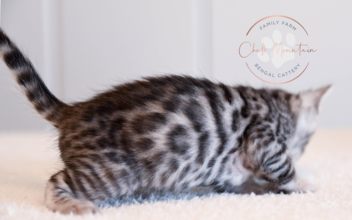 Bengal kitten for sale